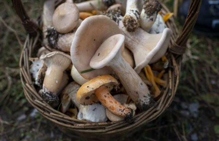 Funghi: fine della penuria di scorte per un antiveleno