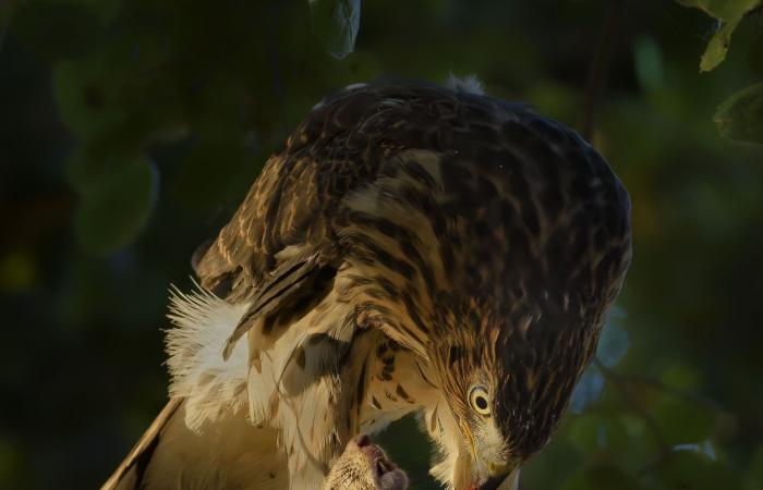 le più belle foto naturalistiche pluripremiate