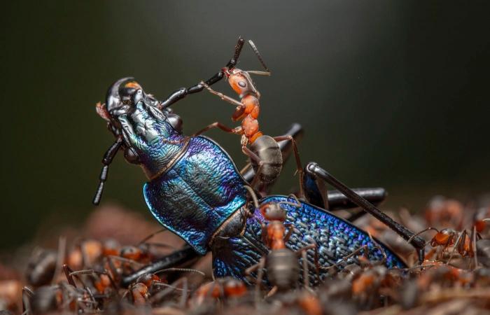 le più belle foto naturalistiche pluripremiate