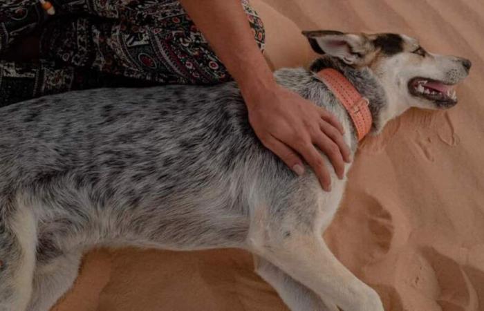 Perché l’husky è ormai di moda nel Sahara?