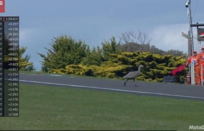 MotoGP, Australia J1: oche, conigli… I piloti affrontano gli animali sulla pista di Phillip Island