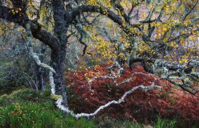 le più belle foto naturalistiche pluripremiate