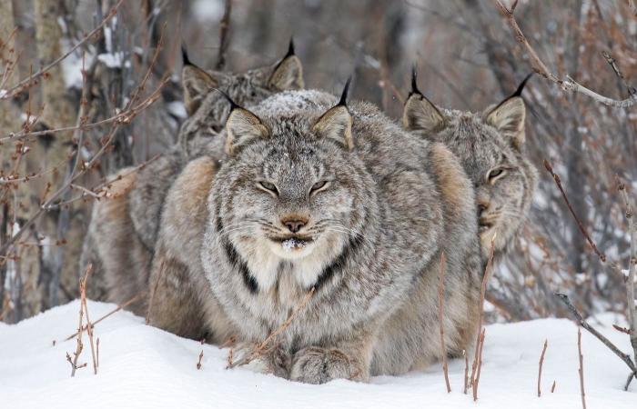 le più belle foto naturalistiche pluripremiate