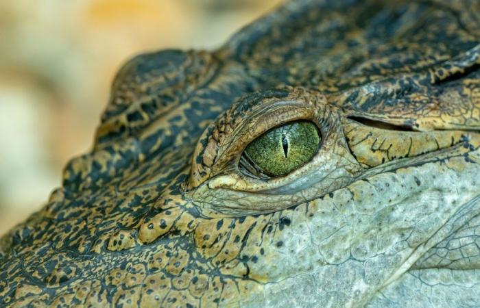 Corpo senza testa di un bambino di 10 anni trovato sulla spiaggia dopo l’attacco di un coccodrillo