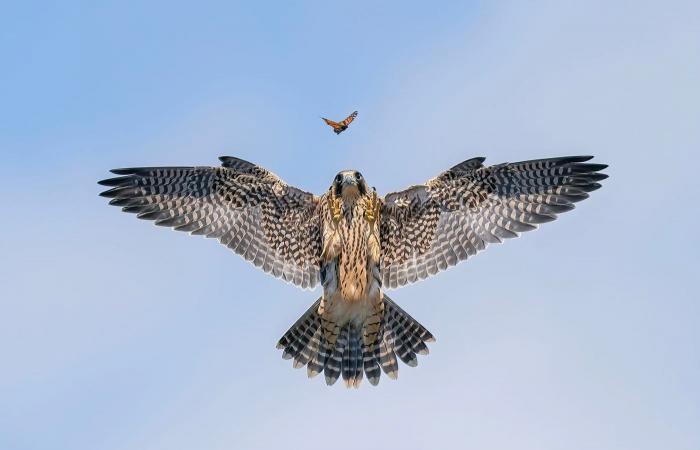 le più belle foto naturalistiche pluripremiate