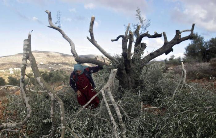 Donna palestinese uccisa a colpi di arma da fuoco mentre raccoglieva le olive