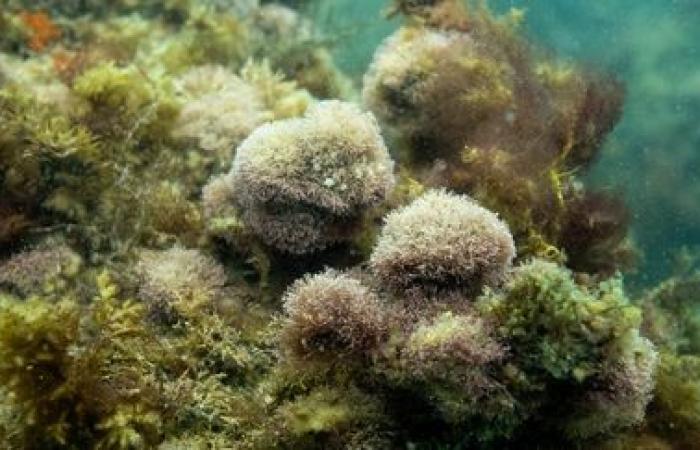 Lo sbiancamento globale dei coralli ha raggiunto livelli record a causa delle elevate temperature degli oceani, afferma l’agenzia statunitense