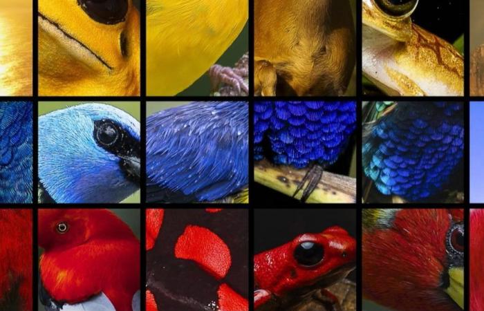 uccelli, balene e giaguari si sono riuniti per cantare l’inno della Colombia per la COP16