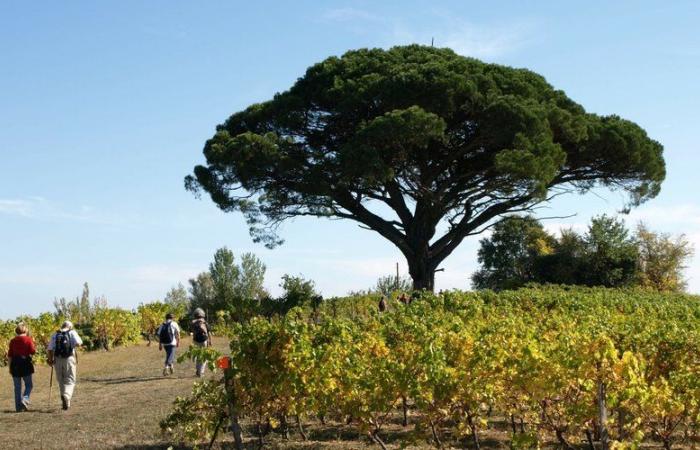 Rotary Gaillac-St-Michel: una marcia contro la poliomielite