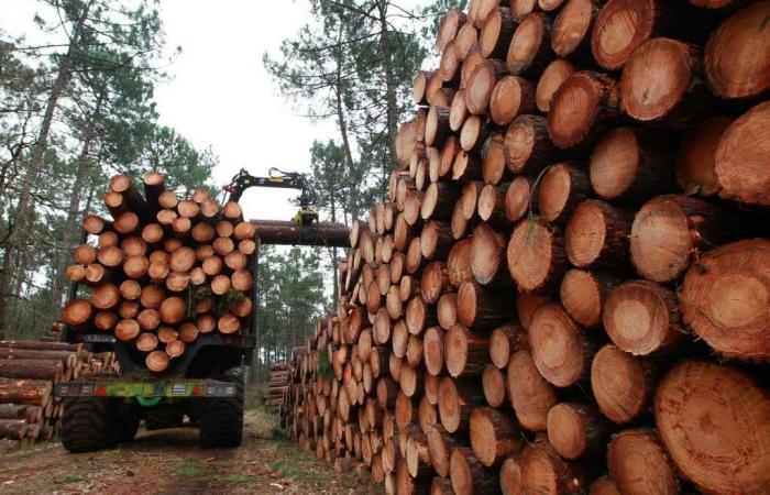 Megafabbrica nel Lot-et-Garonne. I produttori di legno sono preoccupati per l’arrivo del Krono svizzero