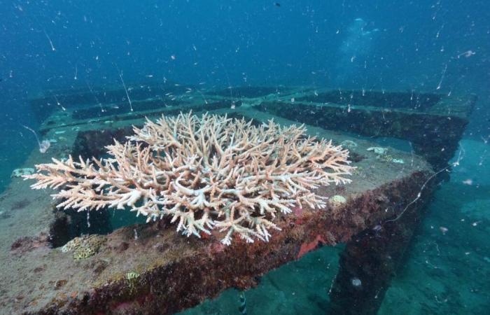 Oceani: lo sbiancamento globale dei coralli raggiunge un livello record