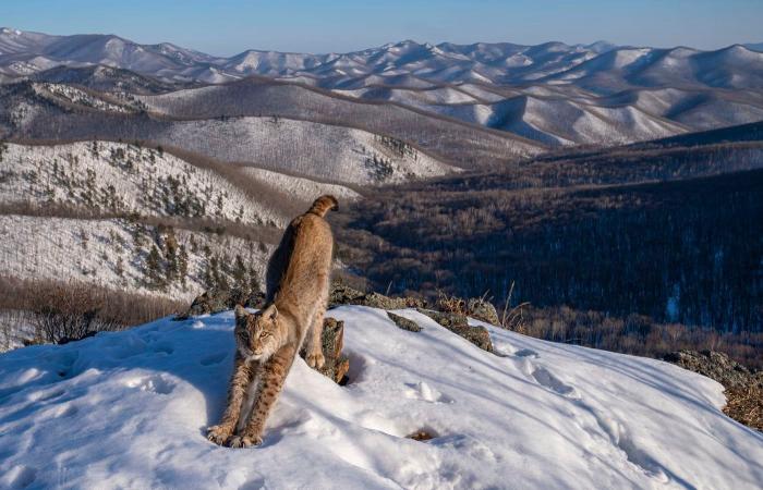 le più belle foto naturalistiche pluripremiate