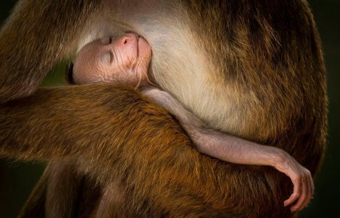 le più belle foto naturalistiche pluripremiate