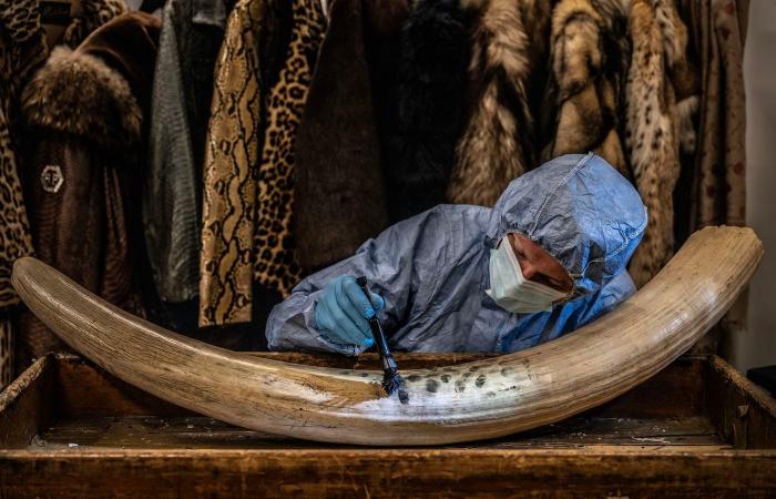 le più belle foto naturalistiche pluripremiate