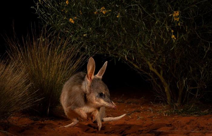 le più belle foto naturalistiche pluripremiate