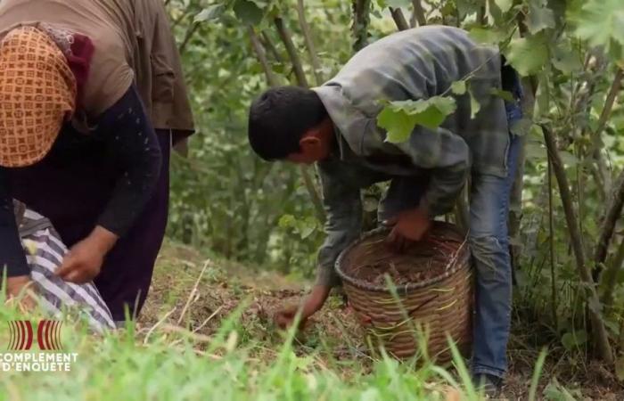 VIDEO. In Türkiye, minatori al lavoro nei campi di nocciole da cui Ferrero si riforniva