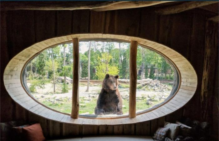 Belgio. Due adorabili palle di pelo arrivano a Pairi Daiza