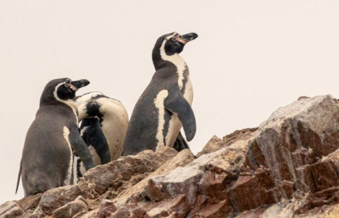 Per salvare i loro cuccioli, i pinguini di Humboldt spruzzano le feci sui pipistrelli vampiri