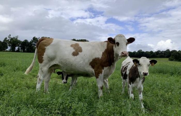 Le ultime linee guida del piano di lotta alla BVD, malattia dei bovini