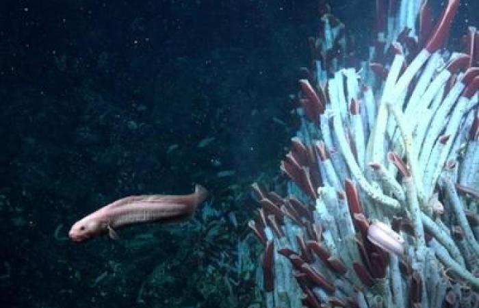 Scoperta: gli animali vivono sotto il fondale oceanico