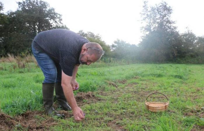 In Vandea, questo albero di zafferano produce migliaia di piante d’oro rosso