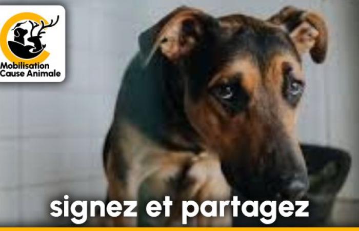 Ulteriore pericolo per i nostri amici animali… la tassa sui cani!