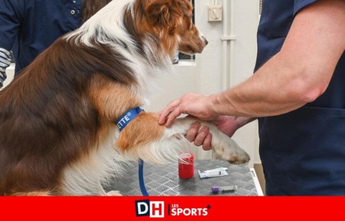 I veterinari sono diventati più cari, loro malgrado: “Riusciamo a tirare avanti ma non facciamo una fortuna”