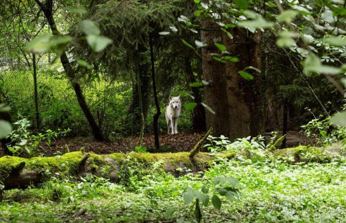 In occasione del 50° anniversario dello zoo di Servion, visita sulle orme di un guardiano dello zoo