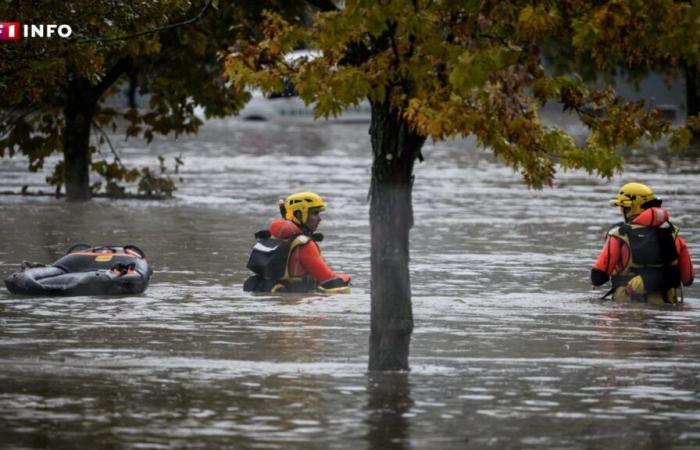 Inondazioni: Panga, la mucca simbolo della devastante alluvione, trovata morta nell’Alta Loira