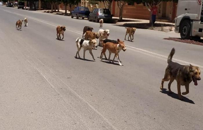 Settat.. I cani randagi minacciano l’incolumità dei cittadini, e non c’è vita per chi chiama