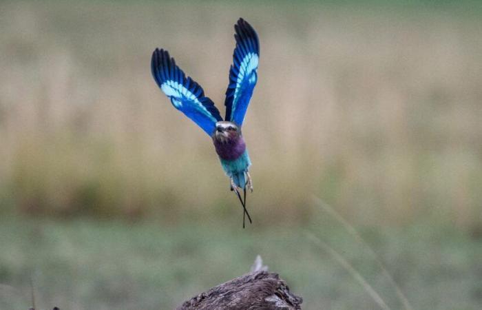 Ali di zaffiro nel cielo azzurro, la ghiandaia europea attraversa le nostre regioni – rts.ch