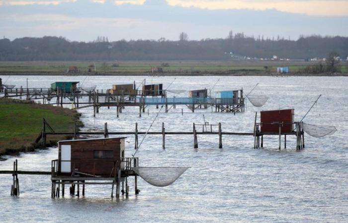 pontoni per la pesca della passera di mare cercano acquirenti