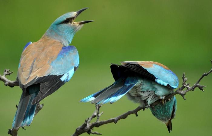 Ali di zaffiro nel cielo azzurro, la ghiandaia europea attraversa le nostre regioni – rts.ch