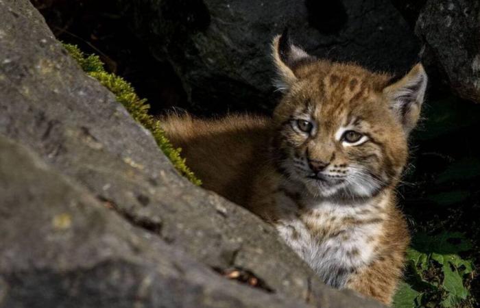 Basso Reno. Una giovane lince filmata mentre passeggia nel campo da minigolf