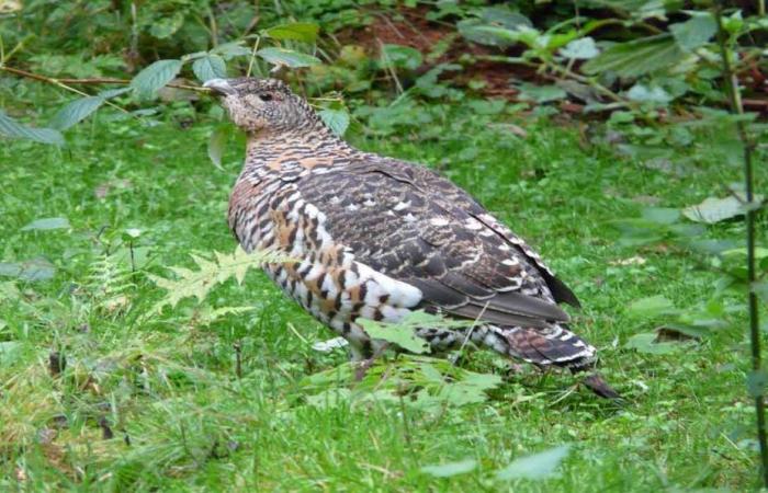 Lo aspettavamo, un nuovo trionfo per i galliformi di montagna delle Hautes-Alpes! ⋆ Conoscenza degli animali