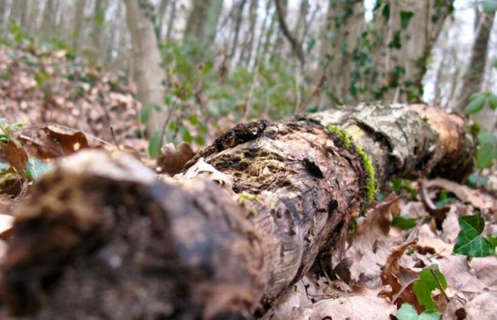 In Svizzera muoiono sempre più alberi