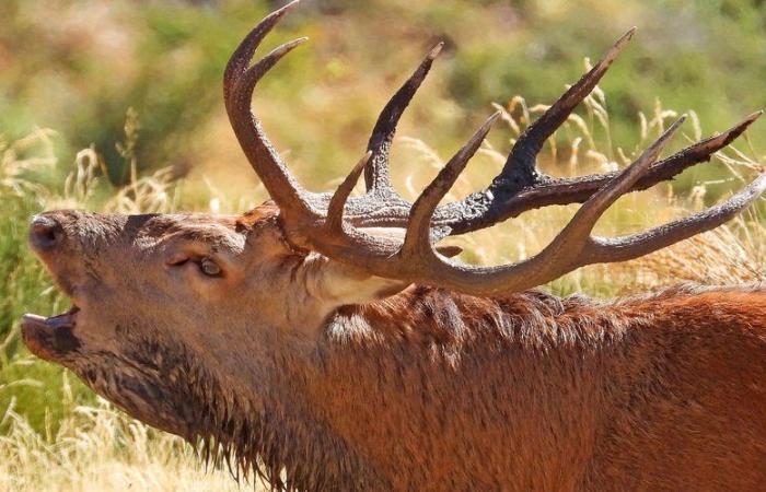 Il ruggito del cervo: un’immersione nella natura selvaggia dell’Aude