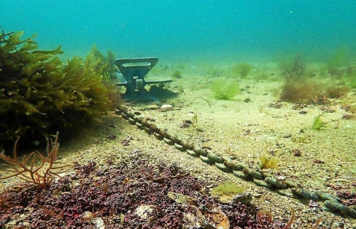 Dieci anni del PNR del Golfo di Morbihan: le attività iniziano giovedì a Séné