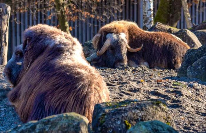 Zoo di Berna: Bovidi muore dopo aver mangiato troppe ghiande