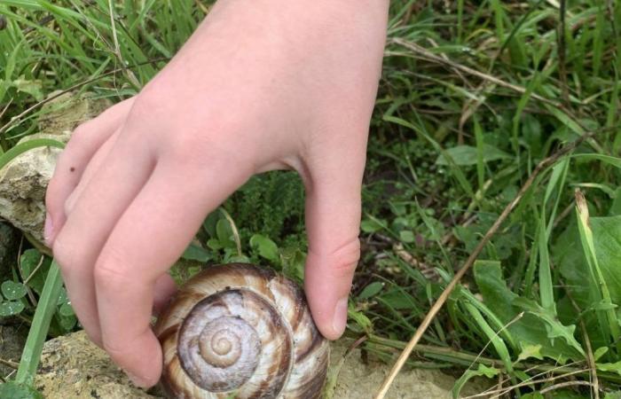 una lumaca XXL identificata a Sainte-Marie-de-Ré