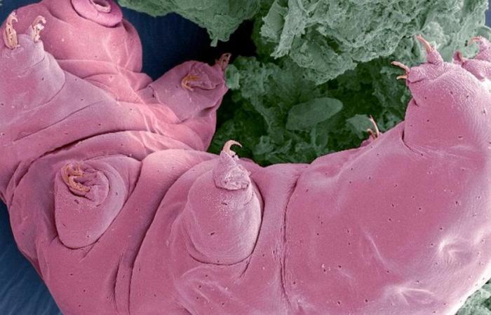 la sorprendente storia del tardigrado che credeva di essere una barbabietola