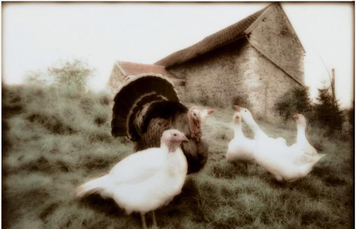 la sua ricca collezione fotografica esposta alla BnF