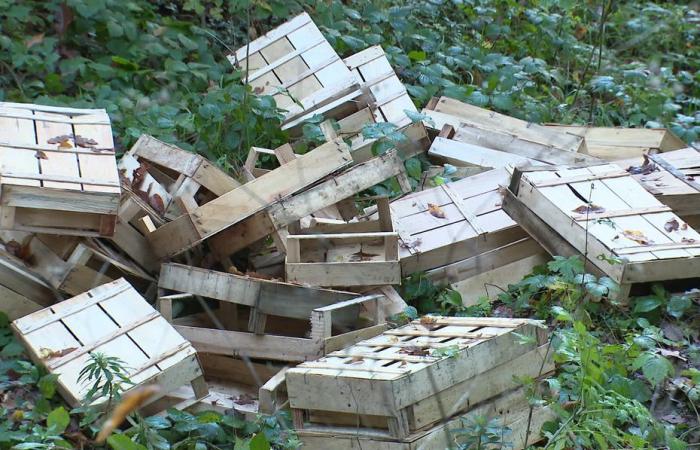 sindaci del Giura in difficoltà per il traffico di funghi latticini