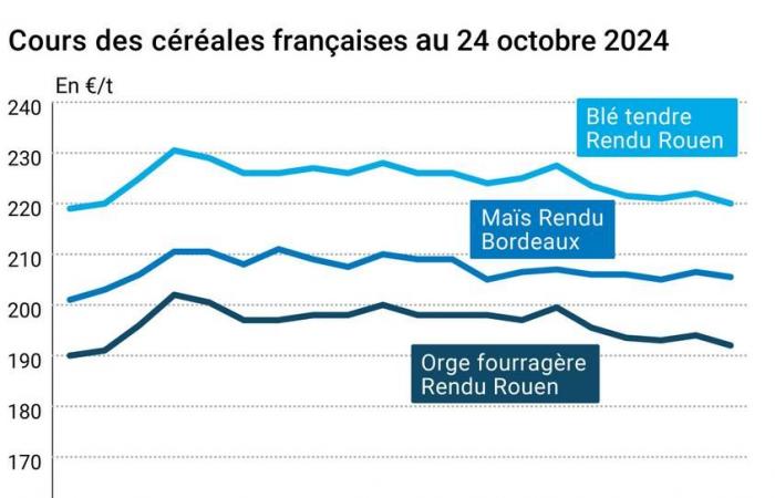 COTidienne | Cereali – In calo i prezzi del grano tenero, sotto la pressione del rialzo dell’euro rispetto al dollaro