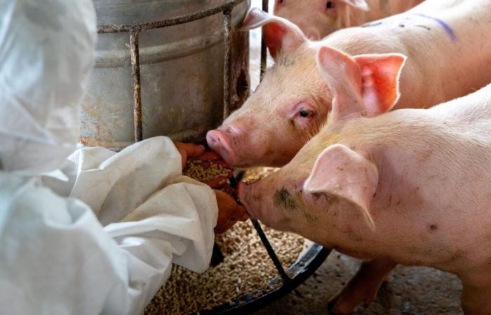 Alla ricerca di un vaccino contro lo streptococco suino