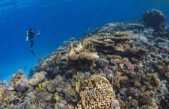 racconta un sommozzatore Mayenne a bordo della barca affondata nel Mar Rosso