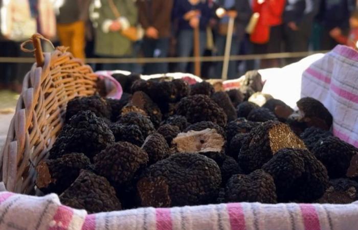 corsa all'oro nero al mercato del tartufo di Noyers-sur-Serein