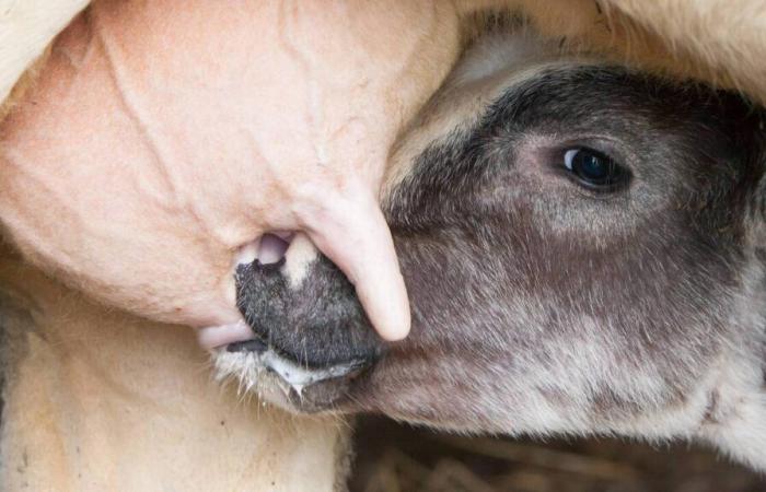 In Svizzera, la mucca del futuro porta con sé una mutazione genetica apparsa nei bovini dei Caraibi