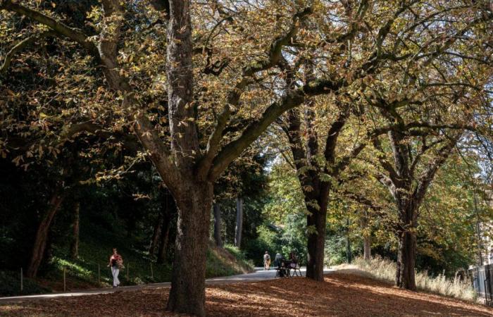 Più di una specie di albero su tre è a rischio di estinzione in tutto il mondo