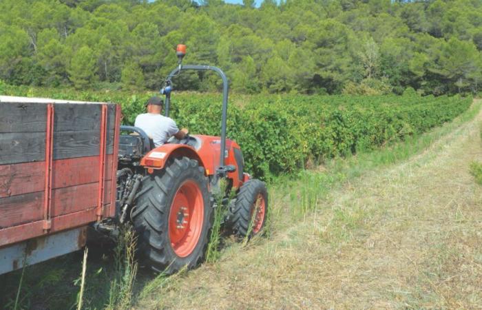 Vendemmia a Uzège Pont du Gard: tra anticipazione e resilienza